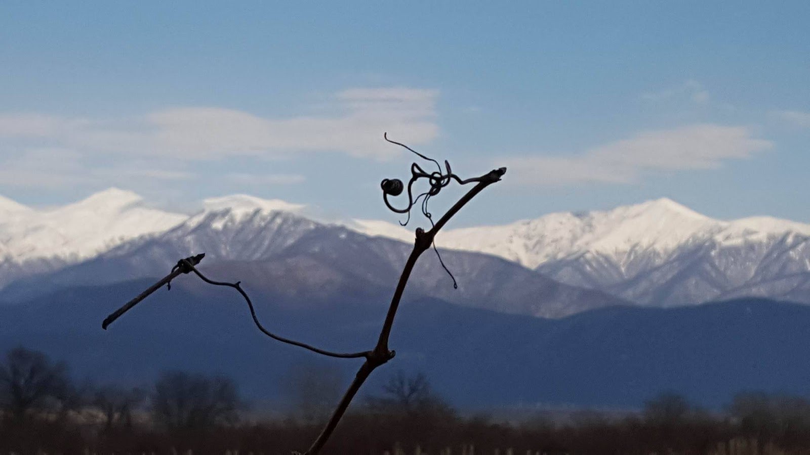 Tsangala's Wine Shop & Bar photo 3